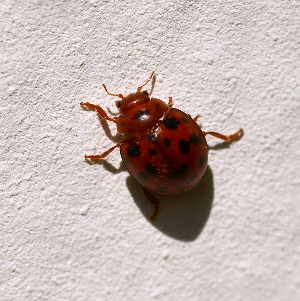 Coccinella - Subcoccinella vigintiquatuorpunctata
